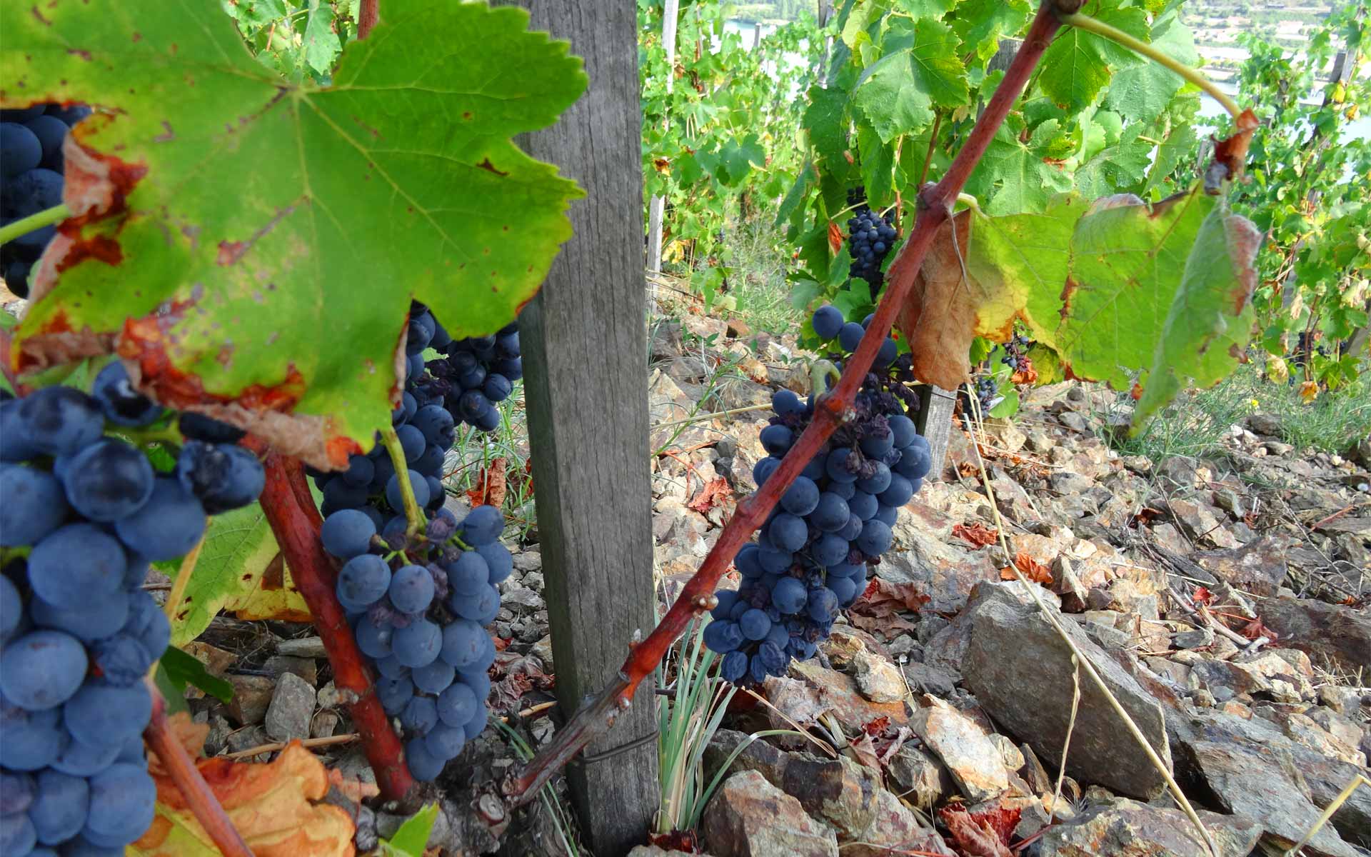 Les vignes de la Maison Clusel-Roch