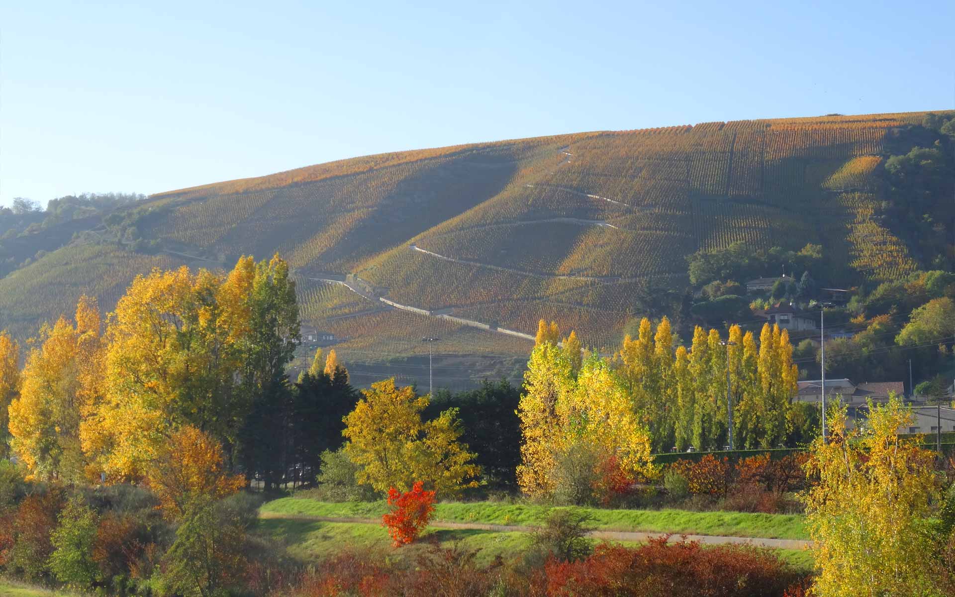 coteaux du lyonnais