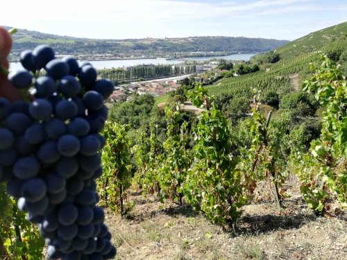 VENDANGES 2019