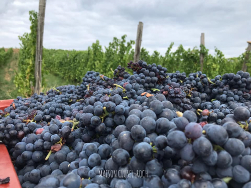 Vendanges 2020