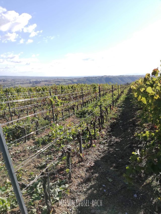 Création d'une haie au cœur de nos vignes de Côtes-Du-Rhône 