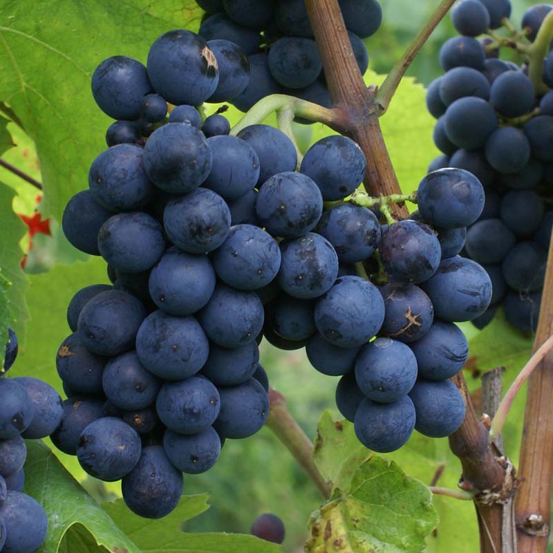 Coteaux du Lyonnais, Spoutnik