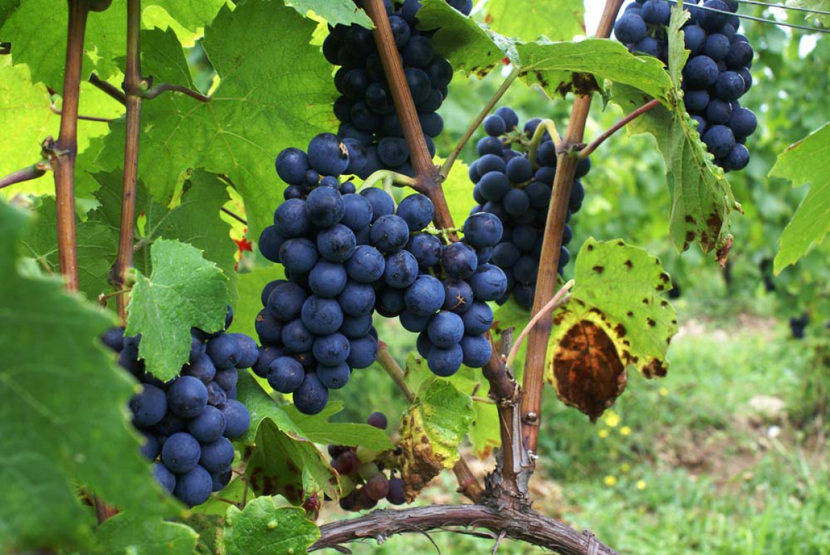 vigne-coteau-du-lyonnais-raisins-noirs