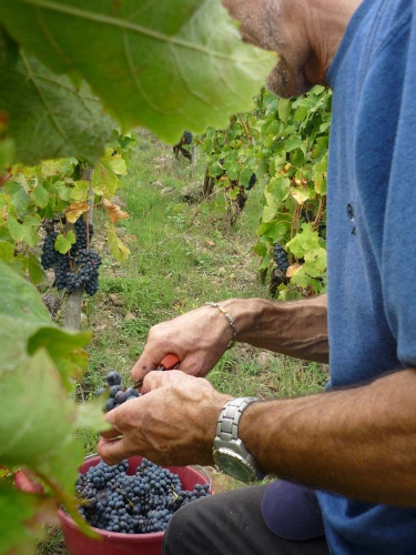 Vendanges