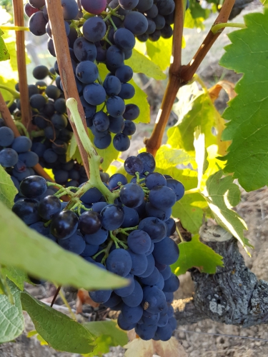 Bientôt les vendanges!