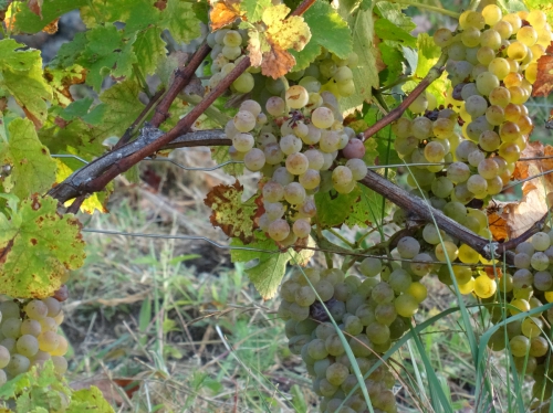 VENDANGES 2018